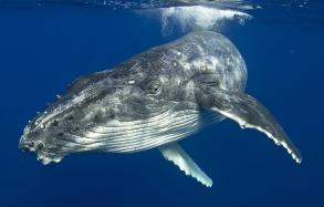 H​umpback Whale, Merimbula on the NSW South Coast