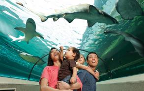 Sea Life Sydney Aquarium, Darling Harbour