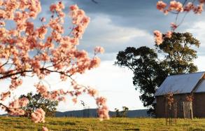 Blossoms in the Mudgee region, Country NSW