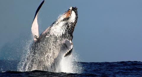 오즈 웨일 워칭(Oz Whale Watching)