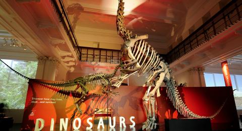 호주 박물관의 공룡 전시