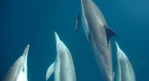 돌핀 스윔 오스트레일리아(Dolphin Swim Australia)
