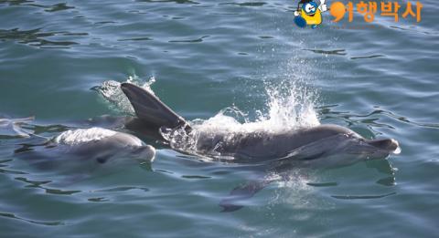 상품 상세히보기 Dolphins at Jervis Bay, South Coast, New South Wales