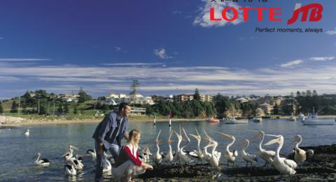 펠리칸 먹이주기 관람 Pelican feeding at Lake Macquarie, Central Coast