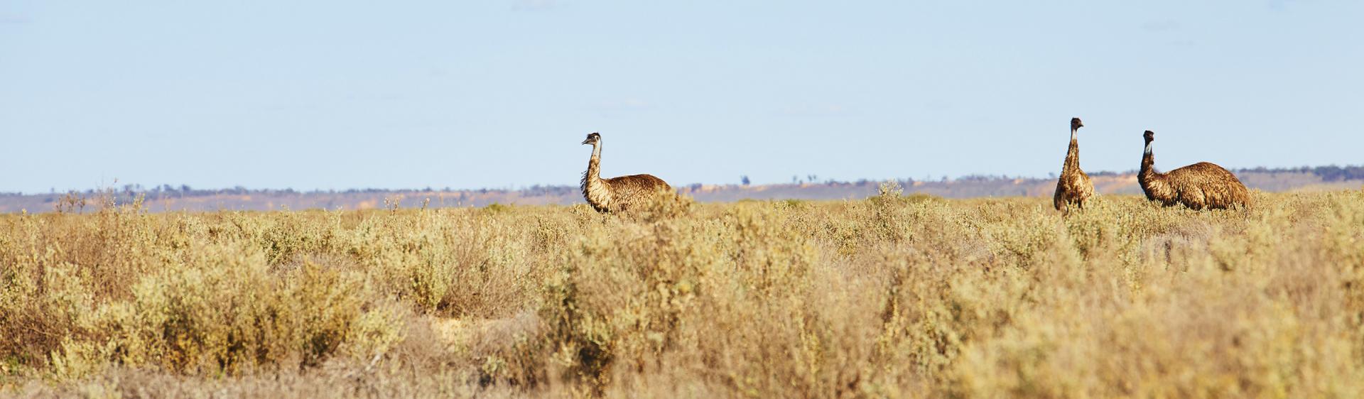 더 아웃백의 에뮤스(Emus), 멍고 국립공원