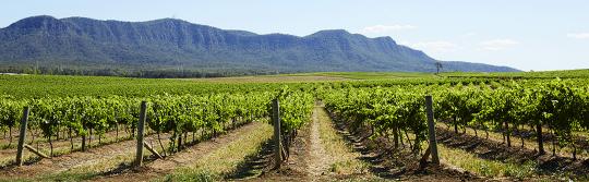 포콜빈(Pokolbin), 헌터밸리(Hunter Valley)